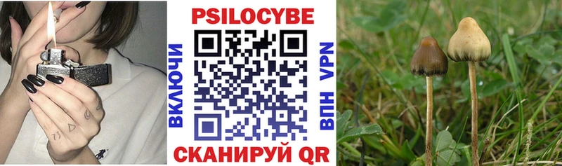 Псилоцибиновые грибы Psilocybine cubensis Сорочинск